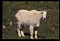10076-00016-Mountain Goat, Oreamnos americanus.jpg