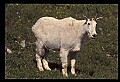 10076-00017-Mountain Goat, Oreamnos americanus.jpg