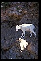 10076-00019-Mountain Goat, Oreamnos americanus.jpg