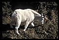 10076-00022-Mountain Goat, Oreamnos americanus.jpg