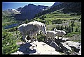 10076-00023-Mountain Goat, Oreamnos americanus.jpg