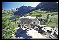 10076-00025-Mountain Goat, Oreamnos americanus.jpg