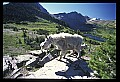 10076-00027-Mountain Goat, Oreamnos americanus.jpg