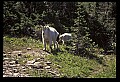 10076-00030-Mountain Goat, Oreamnos americanus.jpg