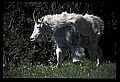 10076-00031-Mountain Goat, Oreamnos americanus.jpg