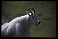 10076-00033-Mountain Goat, Oreamnos americanus.jpg