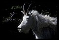10076-00034-Mountain Goat, Oreamnos americanus.jpg