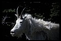 10076-00035-Mountain Goat, Oreamnos americanus.jpg