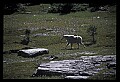 10076-00036-Mountain Goat, Oreamnos americanus.jpg