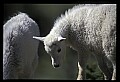 10076-00044-Mountain Goat, Oreamnos americanus.jpg