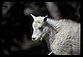 10076-00046-Mountain Goat, Oreamnos americanus.jpg