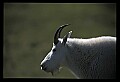 10076-00047-Mountain Goat, Oreamnos americanus.jpg