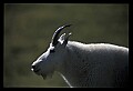 10076-00048-Mountain Goat, Oreamnos americanus.jpg
