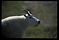 10076-00049-Mountain Goat, Oreamnos americanus.jpg