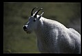 10076-00050-Mountain Goat, Oreamnos americanus.jpg