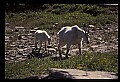 10076-00052-Mountain Goat, Oreamnos americanus.jpg