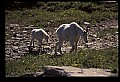 10076-00053-Mountain Goat, Oreamnos americanus.jpg