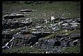 10076-00055-Mountain Goat, Oreamnos americanus.jpg