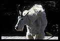 10076-00056-Mountain Goat, Oreamnos americanus.jpg