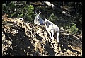 10076-00058-Mountain Goat, Oreamnos americanus.jpg