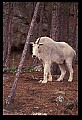10076-00059-Mountain Goat, Oreamnos americanus.jpg