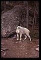 10076-00060-Mountain Goat, Oreamnos americanus.jpg