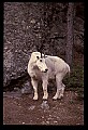 10076-00061-Mountain Goat, Oreamnos americanus.jpg