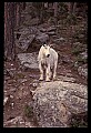 10076-00062-Mountain Goat, Oreamnos americanus.jpg