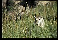 10076-00064-Mountain Goat, Oreamnos americanus.jpg