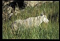 10076-00065-Mountain Goat, Oreamnos americanus.jpg