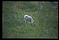 10076-00066-Mountain Goat, Oreamnos americanus.jpg