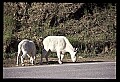 10076-00067-Mountain Goat, Oreamnos americanus.jpg