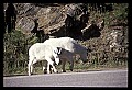 10076-00068-Mountain Goat, Oreamnos americanus.jpg