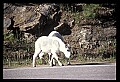 10076-00069-Mountain Goat, Oreamnos americanus.jpg