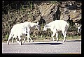 10076-00070-Mountain Goat, Oreamnos americanus.jpg