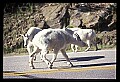 10076-00071-Mountain Goat, Oreamnos americanus.jpg