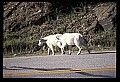 10076-00072-Mountain Goat, Oreamnos americanus.jpg