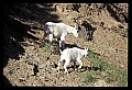 10076-00073-Mountain Goat, Oreamnos americanus.jpg