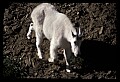 10076-00075-Mountain Goat, Oreamnos americanus.jpg
