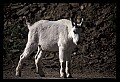 10076-00076-Mountain Goat, Oreamnos americanus.jpg