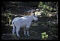 10076-00077-Mountain Goat, Oreamnos americanus.jpg