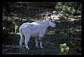 10076-00078-Mountain Goat, Oreamnos americanus.jpg