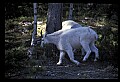 10076-00079-Mountain Goat, Oreamnos americanus.jpg