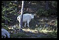 10076-00081-Mountain Goat, Oreamnos americanus.jpg