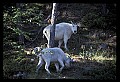 10076-00082-Mountain Goat, Oreamnos americanus.jpg