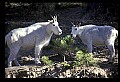10076-00086-Mountain Goat, Oreamnos americanus.jpg