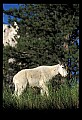 10076-00092-Mountain Goat, Oreamnos americanus.jpg
