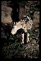 10076-00097-Mountain Goat, Oreamnos americanus.jpg