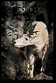 10076-00101-Mountain Goat, Oreamnos americanus.jpg