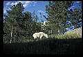 10076-00102-Mountain Goat, Oreamnos americanus.jpg